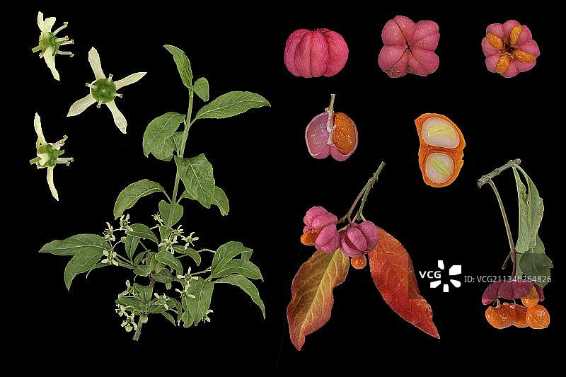 欧洲卫矛的叶子、花朵、树枝和种子，德国图片素材