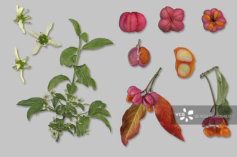 欧洲卫矛的叶子、花朵、树枝和种子，德国图片素材