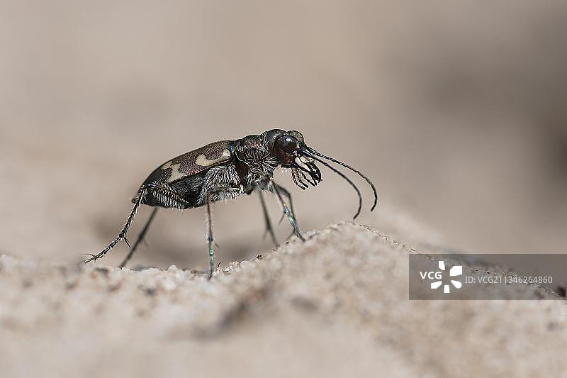欧洲德国北部沙丘虎甲图片素材