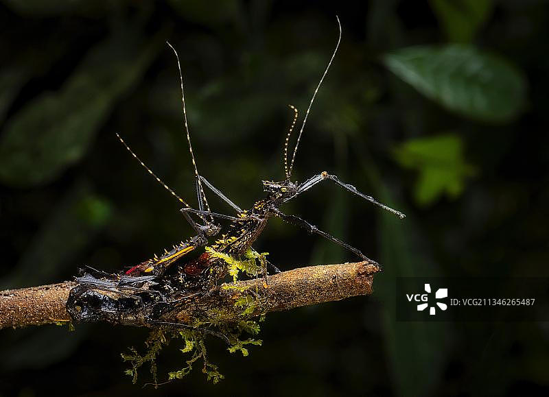 马达加斯加东南部雨林中交配的竹节虫，马达加斯加，非洲图片素材