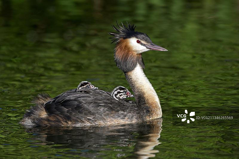 德国北莱茵-威斯特法伦克里克贝克湖的凤头䴙䴘图片素材