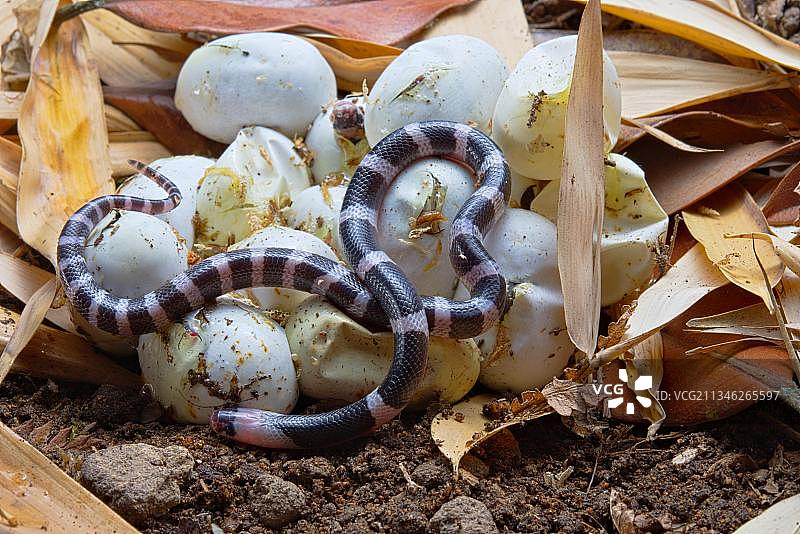 泰国亚洲孵化的银环蛇图片素材