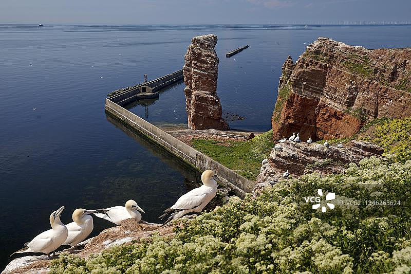 筑巢的塘鹅，在德国黑尔戈兰岛的红色砂岩礁石上图片素材