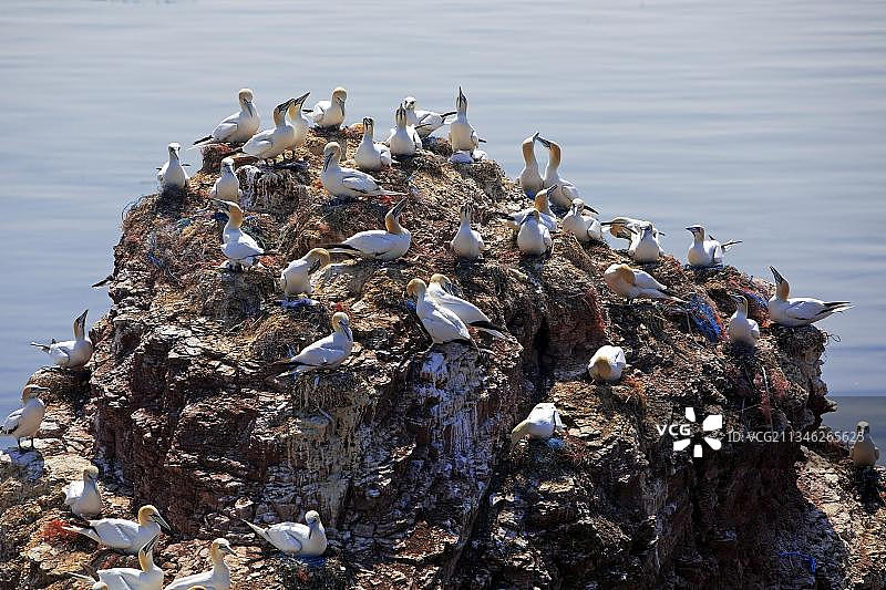 德国石勒苏益格-荷尔斯泰因黑尔戈兰岛北海红砂岩上筑巢的塘鹅图片素材