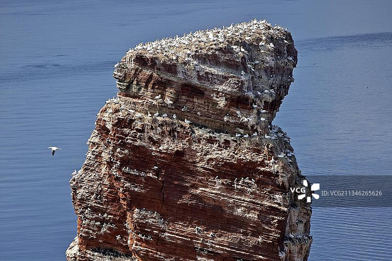 德国石勒苏益格-荷尔斯泰因州黑尔戈兰岛的安娜岩及筑巢鸟类与北海风光图片素材