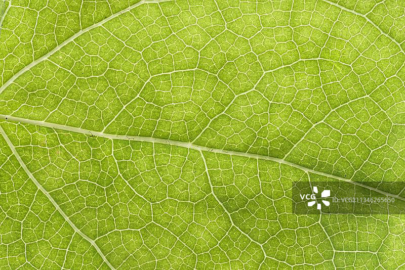 淫羊藿叶，德国，欧洲图片素材