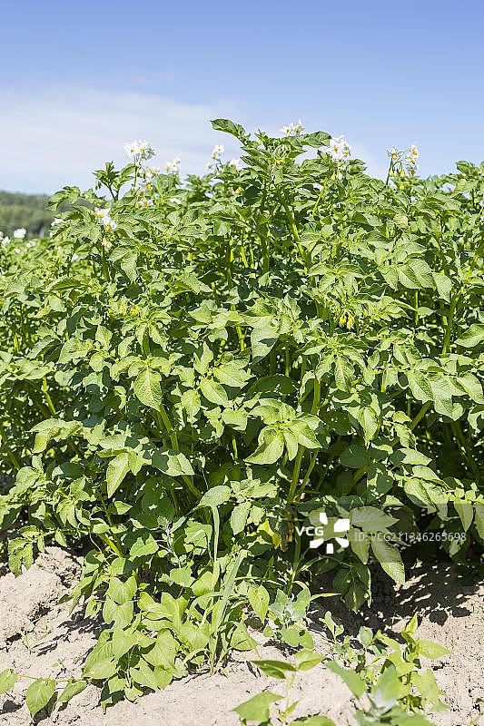 马铃薯开花习性，德国萨克森州莱比锡图片素材