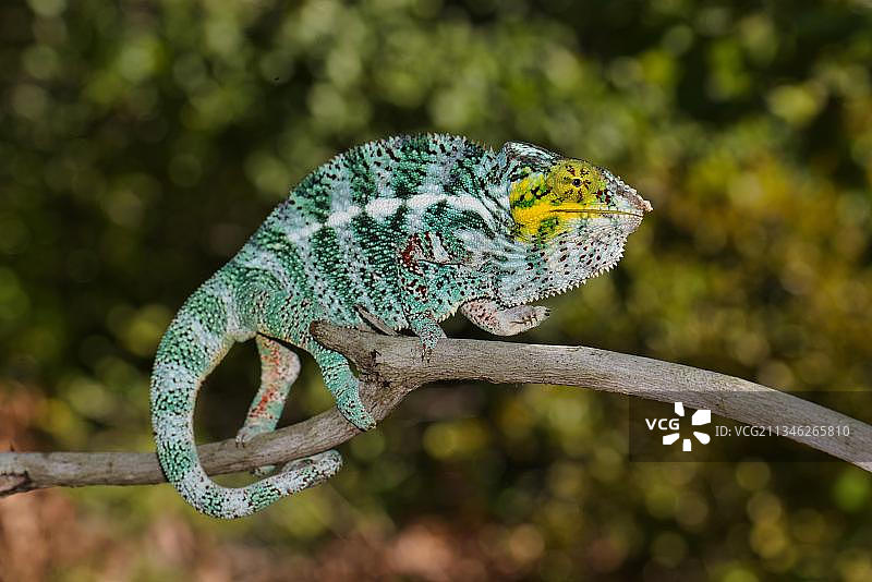 豹纹变色龙（Furcifer pardalis），位于马达加斯加西北部的诺西法利岛图片素材
