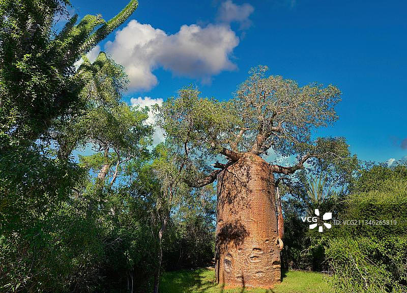 马达加斯加雷尼亚拉保护区的猴面包树图片素材