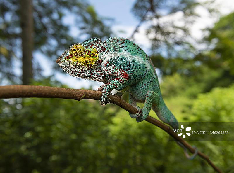豹纹变色龙（Furcifer pardalis），位于马达加斯加西北部的诺西法利岛图片素材