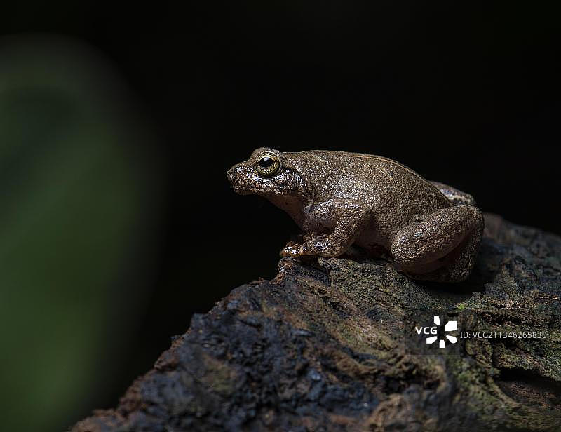 马达加斯加诺西科姆巴岛雨林中的青蛙图片素材