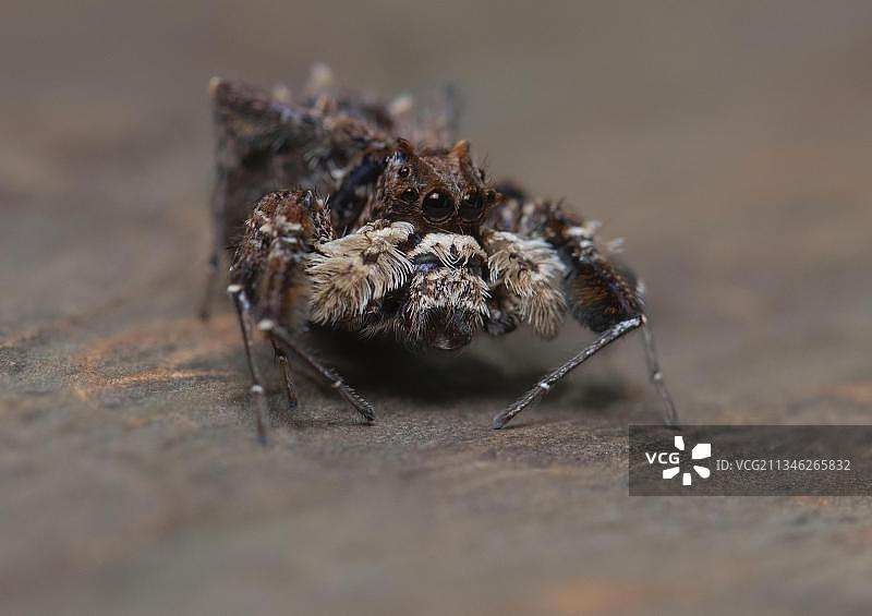 马达加斯加Ankarafantsika国家公园的跳蛛图片素材