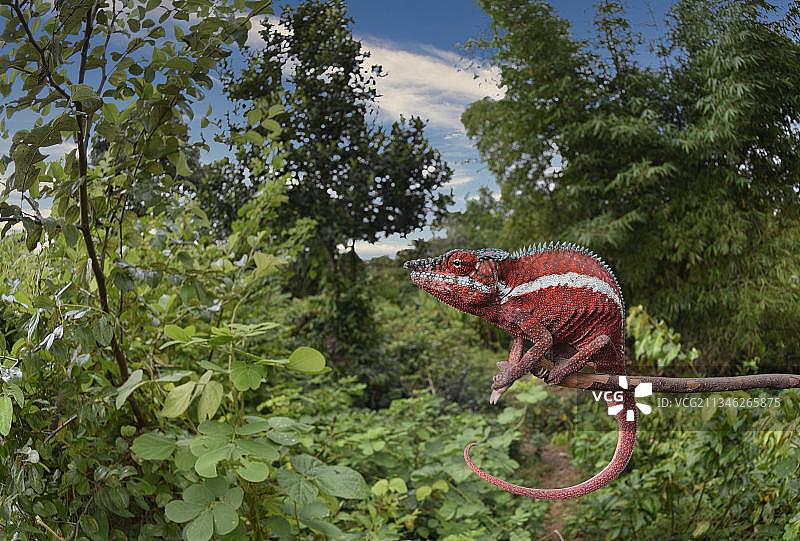 马达加斯加西北部植被中的豹纹变色龙雄性图片素材
