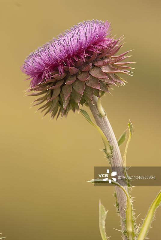 开花期的麝香蓟，德国黑森州图片素材
