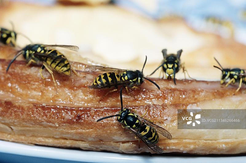 德国黄蜂在蛋糕上（德国小黄胡蜂）图片素材