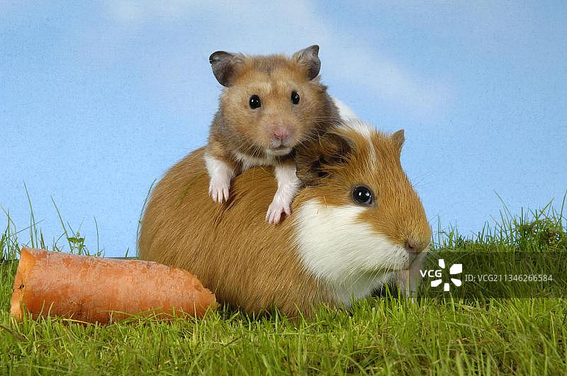 豚鼠和金色仓鼠图片素材