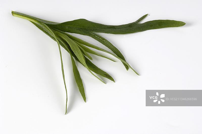 龙蒿（Artemisia dracunculus）图片素材