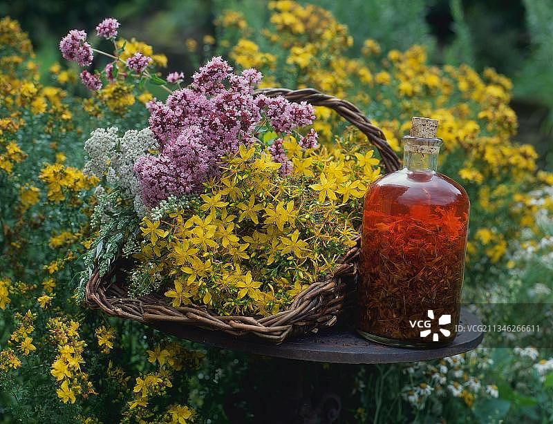 装满圣约翰草、牛至、蓍草和圣约翰草油瓶的篮子图片素材