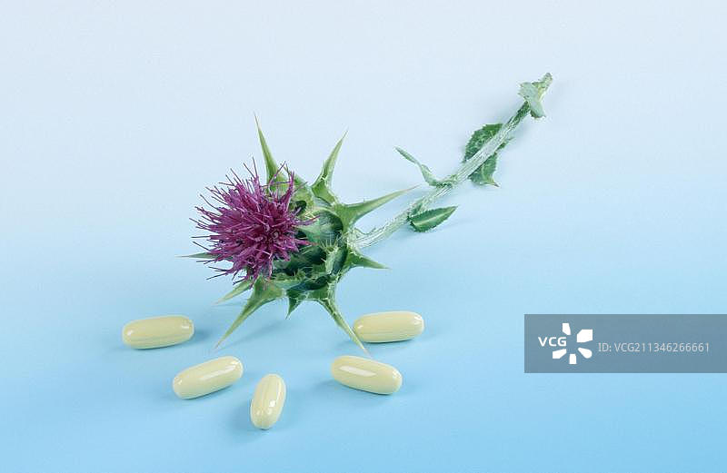 水飞蓟花与药片图片素材