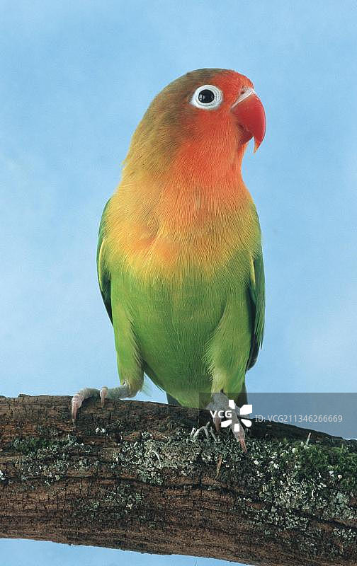 费氏情侣鹦鹉图片素材