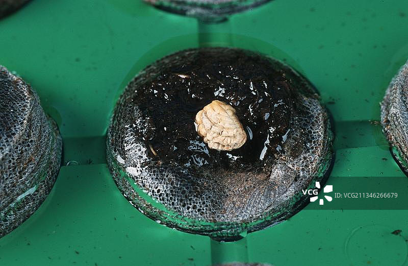 旱金莲种子图片素材