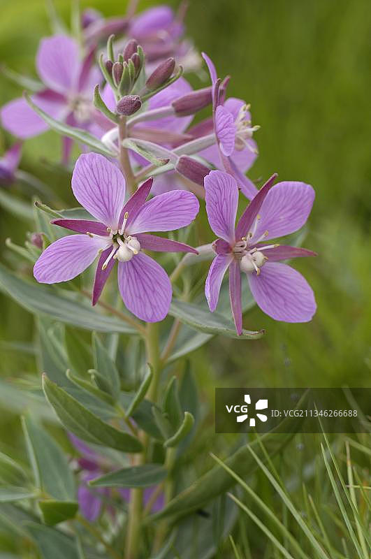 冰岛柳兰图片素材