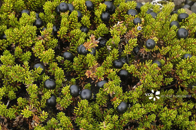 黑果越橘，黑越橘（Empetrum nigrum），越橘，冰岛，欧洲图片素材