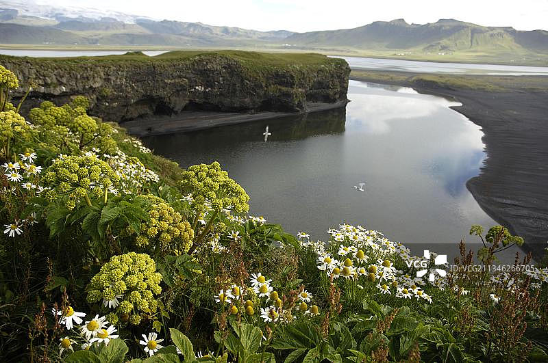 假洋甘菊与当归 冰岛图片素材