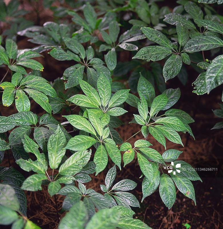 三七，中国参图片素材