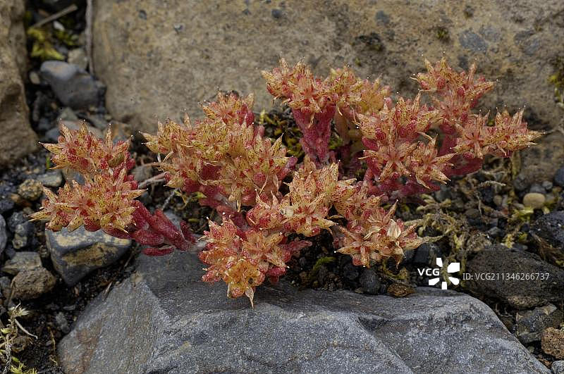 冰岛景天图片素材