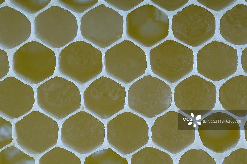 蜂巢，蜂蜜，蜜蜂图片素材
