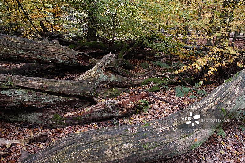 萨巴堡原始森林的枯木，德国黑森州莱茵哈德森林图片素材