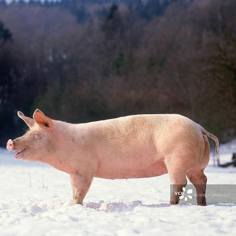 雪地里的家猪图片素材