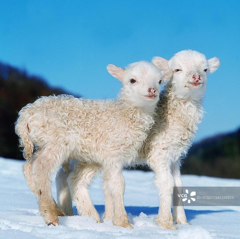 家养绵羊和羔羊图片素材