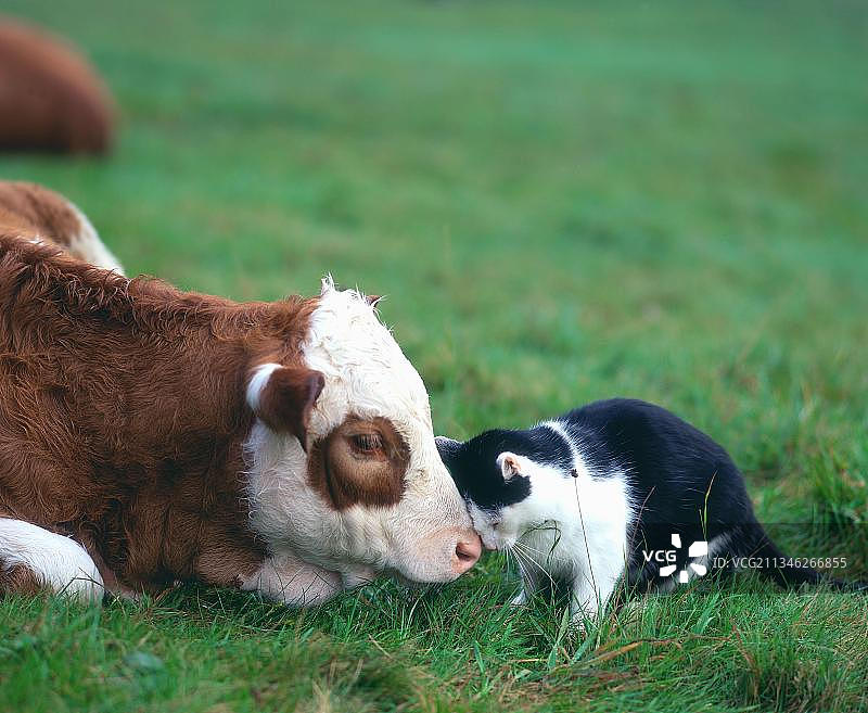 家猫和小牛图片素材
