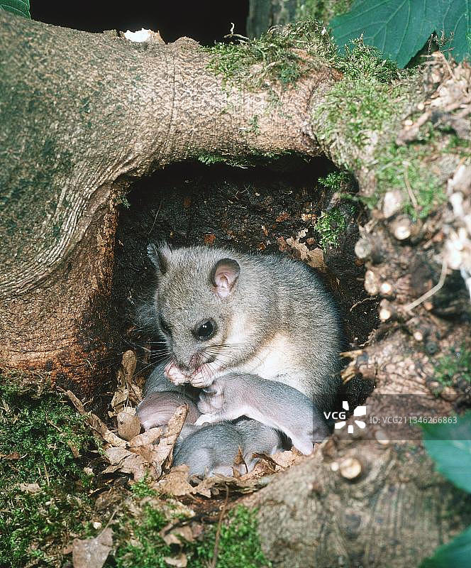 巢穴中带着幼崽的雌性可食用睡鼠图片素材