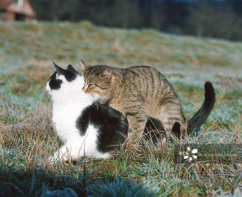 家猫情侣图片素材