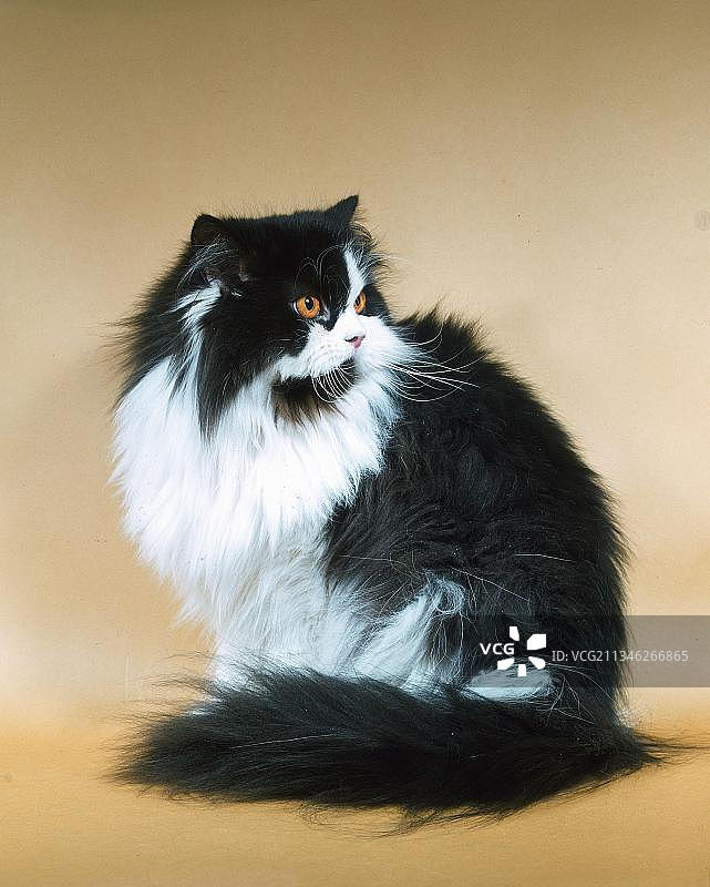 双色波斯猫图片素材