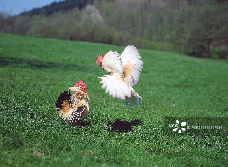 斗鸡图片素材