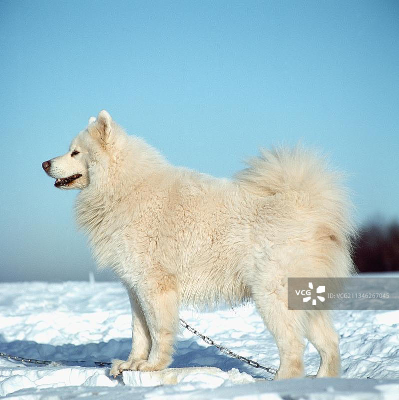 萨摩耶犬侧面照图片素材