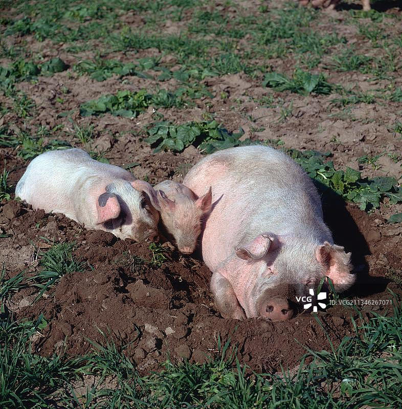 家猪，带小猪的母猪，猪，小猪图片素材