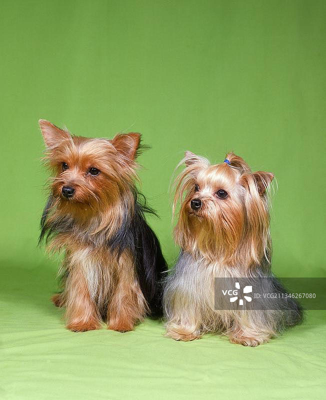 约克郡犬图片素材