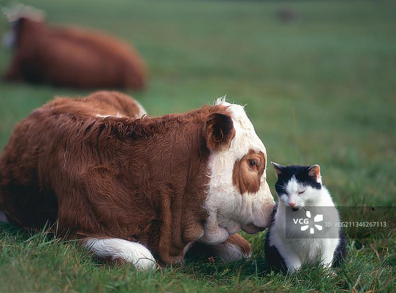 家养牛和小猫户外图片素材