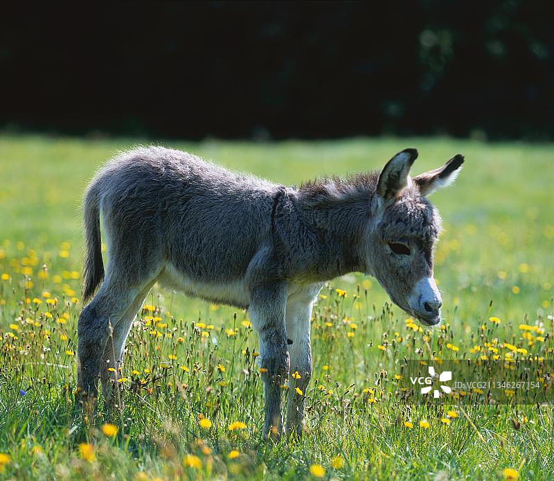 驴驹，家养，驹，侧身图片素材