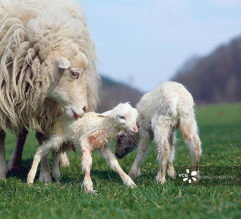 斯库登母羊与新生羔羊图片素材