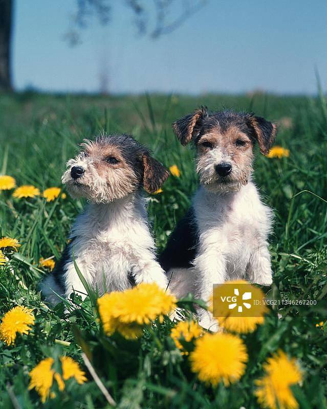 猎狐梗犬幼犬图片素材