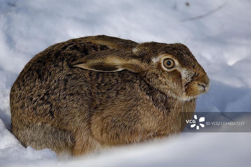 棕色野兔图片素材