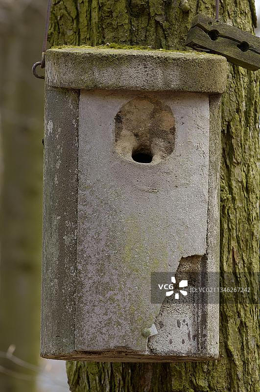 欧亚欧亚鳾的巢箱，黑森州，欧亚鳾巢箱（Sitta europaea），德国黑森州，欧洲图片素材
