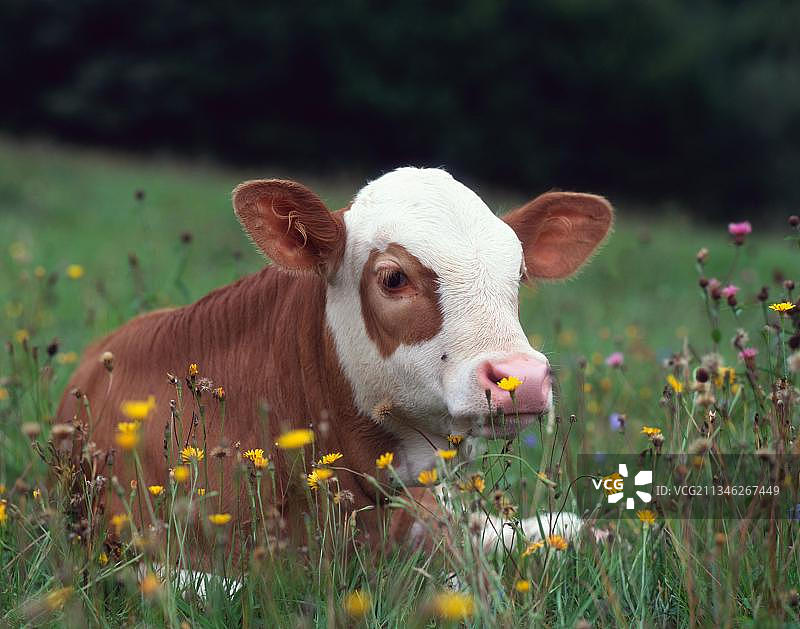 牛、小牛和 Hinterwaelder 牛图片素材