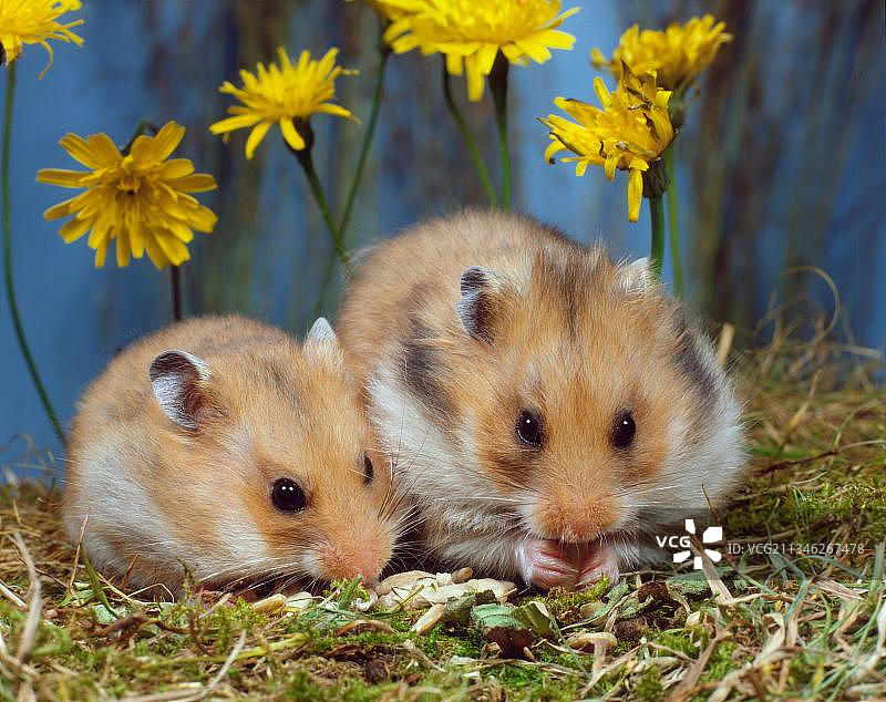 叙利亚或金色仓鼠图片素材